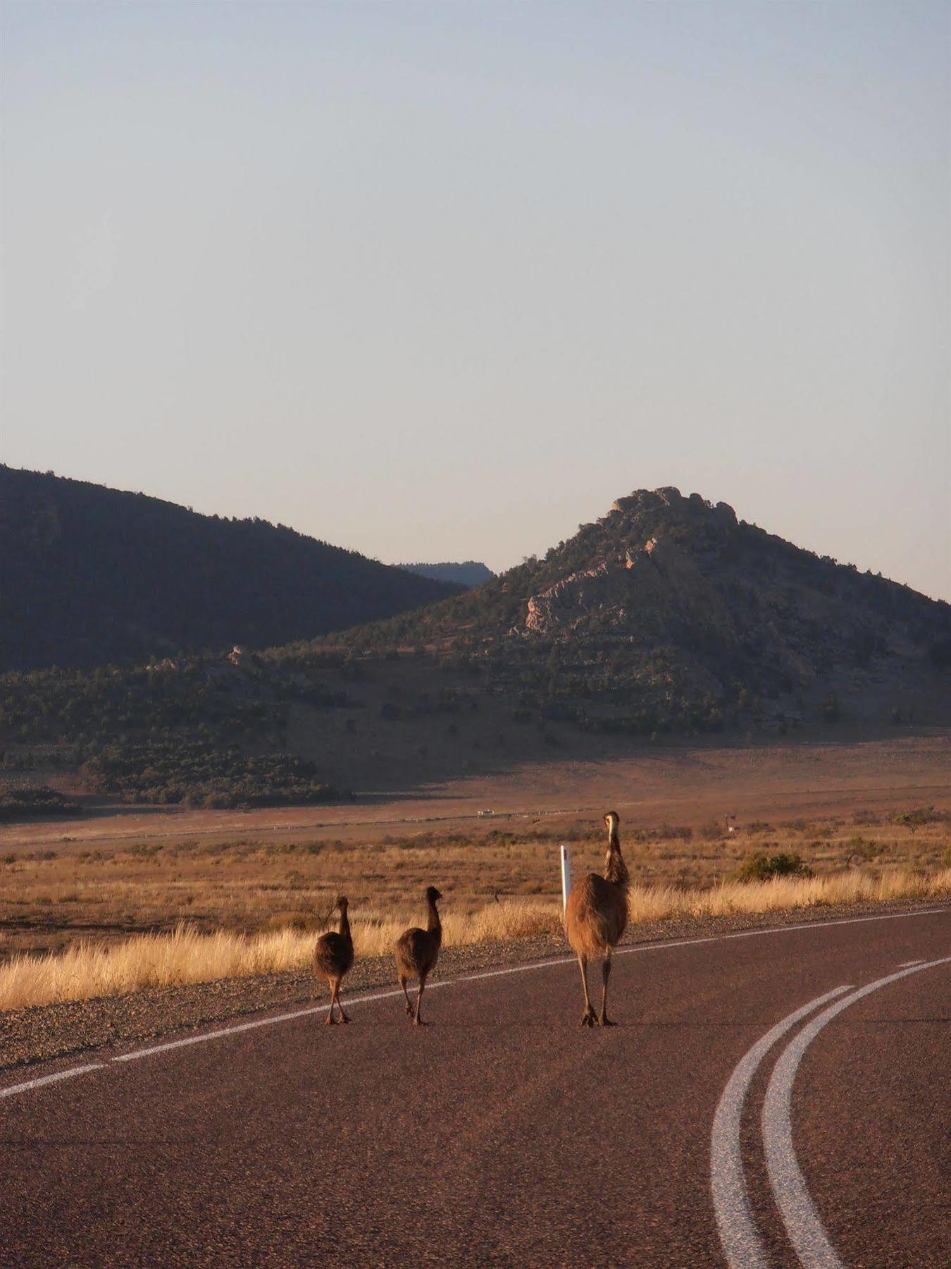 Hotel Discovery - Wilpena Pound Ikara-Flinders Ranges National Park